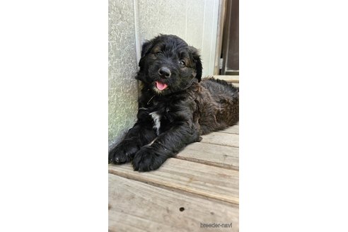 成約済の長野県のミックス犬-297075の4枚目