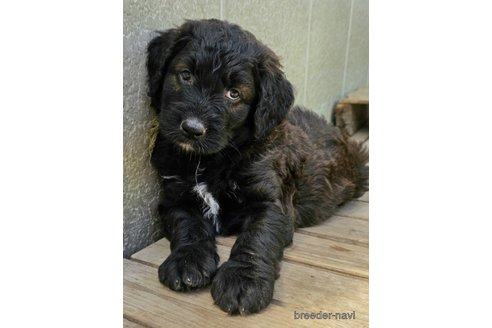 成約済の長野県のミックス犬-297075の2枚目