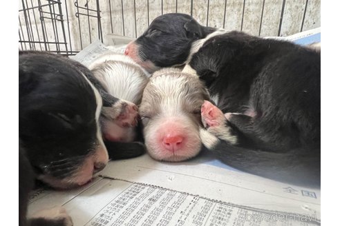 成約済の福岡県のボーダーコリー-302389の4枚目