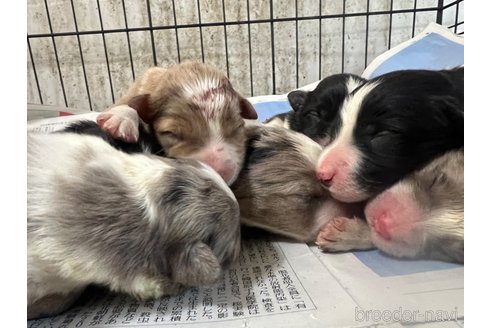 成約済の福岡県のボーダーコリー-302389の5枚目