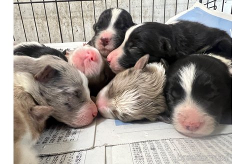 成約済の福岡県のボーダーコリー-302389の6枚目