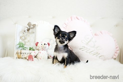 成約済の佐賀県のチワワ(ロングコート)-298097の5枚目