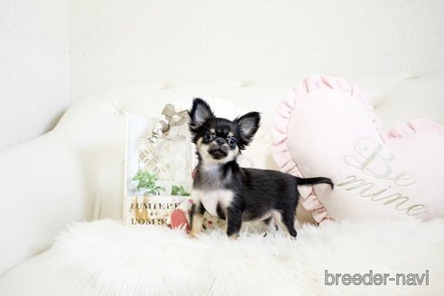 成約済の佐賀県のチワワ(ロングコート)-298097の4枚目