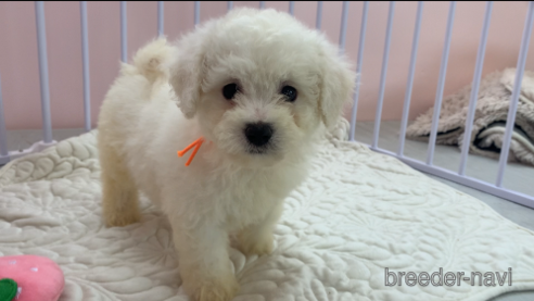 子犬