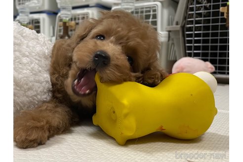 成約済の長野県のトイプードル-298002の15枚目