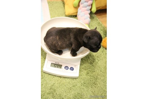 成約済の愛知県のフレンチブルドッグ-301068の104枚目