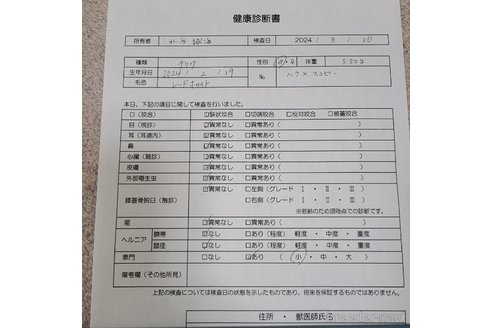 成約済の愛知県のチワワ(ロングコート)-301029の5枚目