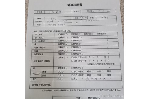 成約済の愛知県のチワワ(ロングコート)-301030の9枚目