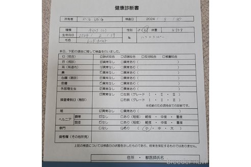 販売中の愛知県のチワワ(ロングコート)-301032の14枚目