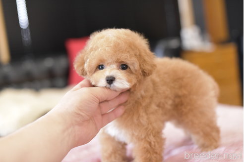 成約済の茨城県のティーカッププードル-295218の6枚目