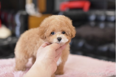 成約済の茨城県のティーカッププードル-295218の4枚目