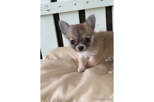 成約済の福岡県のチワワ(ロングコート)-297762の2枚目