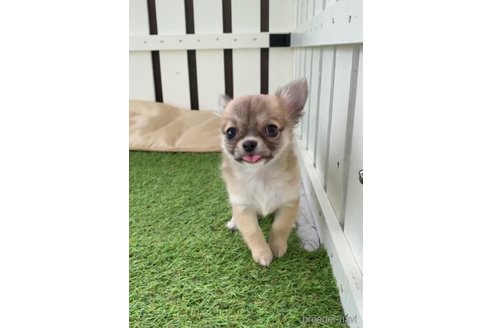 成約済の福岡県のチワワ(ロングコート)-297762の5枚目