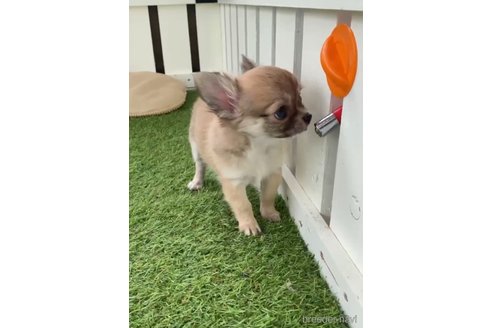 成約済の福岡県のチワワ(ロングコート)-297762の3枚目