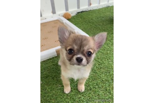 成約済の福岡県のチワワ(ロングコート)-297762の4枚目