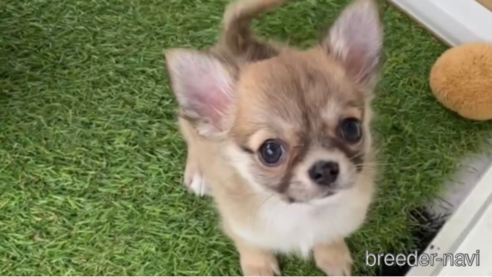 成約済の福岡県のチワワ(ロングコート)-297762の1枚目