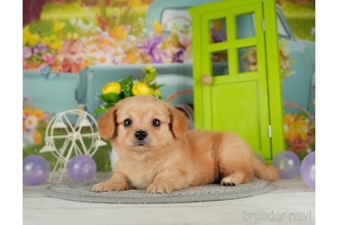 成約済の千葉県のチワックス:チワワ×ミニチュアダックスフンド-302492の2枚目