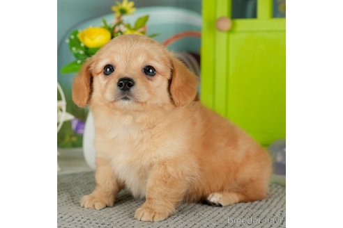 成約済の千葉県のチワックス:チワワ×ミニチュアダックスフンド-302492の3枚目