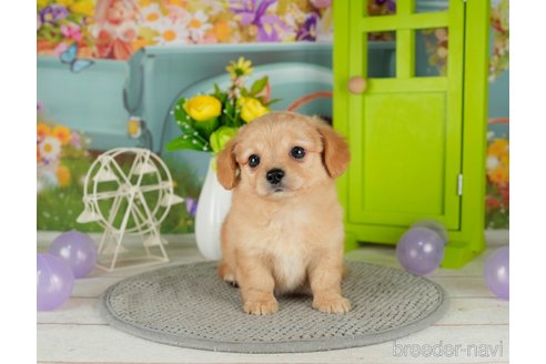 千葉県のチワックス:チワワ×ミニチュアダックスフンド｜男の子・2024/02/09生まれ・イエロー（子犬ID：302492）｜ブリーダーナビ