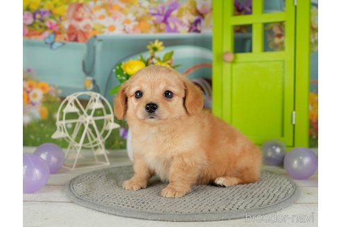 成約済の千葉県のチワックス:チワワ×ミニチュアダックスフンド-302492の5枚目