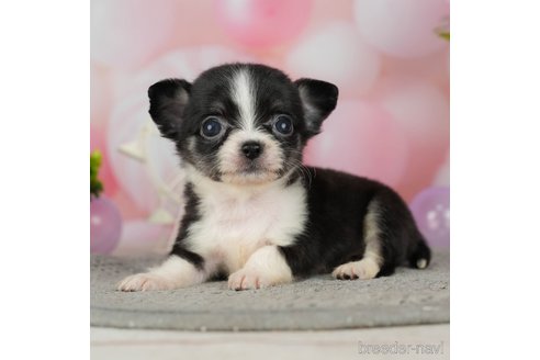 成約済の千葉県のチワワ(ロングコート)-302493の1枚目