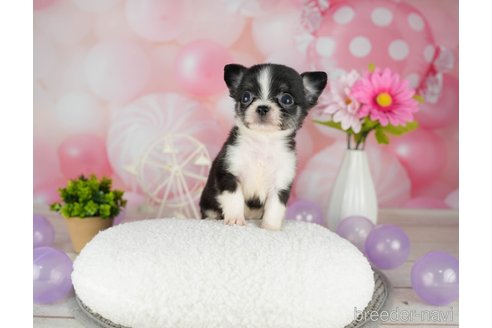 成約済の千葉県のチワワ(ロングコート)-302493の2枚目