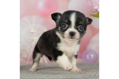 成約済の千葉県のチワワ(ロングコート)-302493の3枚目