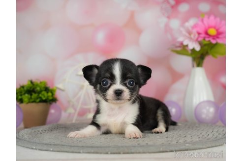 成約済の千葉県のチワワ(ロングコート)-302493の4枚目