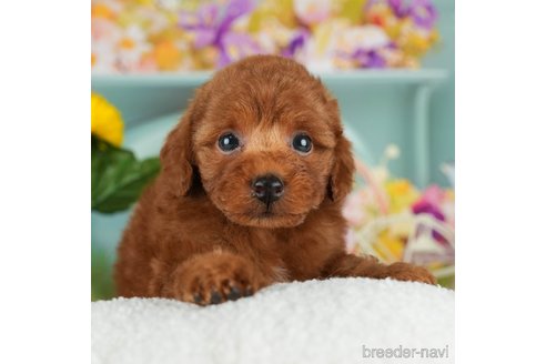 成約済の千葉県のタイニープードル-302494の1枚目