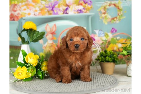 成約済の千葉県のタイニープードル-302494の4枚目