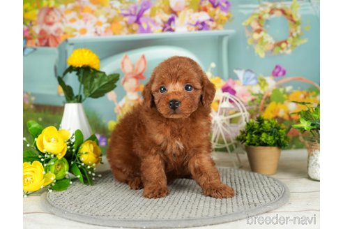 成約済の千葉県のタイニープードル-302494の5枚目