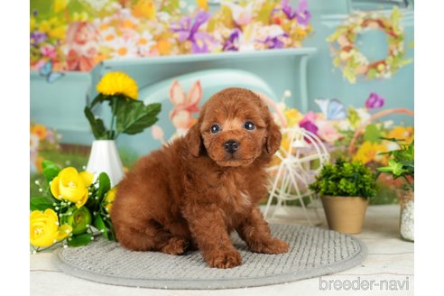 成約済の千葉県のタイニープードル-302494の2枚目