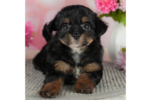 成約済の千葉県のチワプー:チワワ×トイプードル-302496