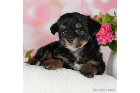 成約済の千葉県のチワプー:チワワ×トイプードル-302496の4枚目