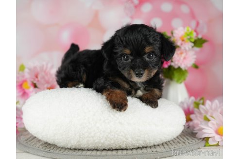 成約済の千葉県のチワプー:チワワ×トイプードル-302496の5枚目