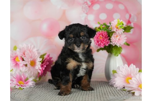 成約済の千葉県のチワプー:チワワ×トイプードル-302496の2枚目