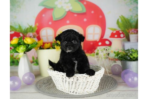 成約済の千葉県のチワプー:チワワ×トイプードル-302497の2枚目