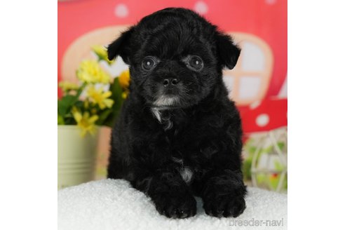 成約済の千葉県のチワプー:チワワ×トイプードル-302497