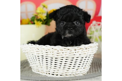 成約済の千葉県のチワプー:チワワ×トイプードル-302497の3枚目