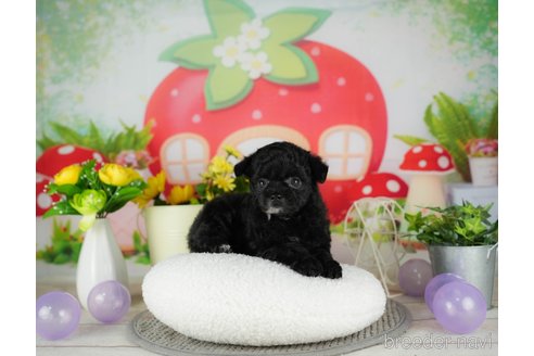 成約済の千葉県のチワプー:チワワ×トイプードル-302497の4枚目