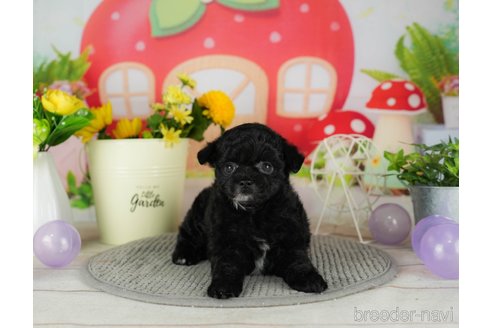 成約済の千葉県のチワプー:チワワ×トイプードル-302497の5枚目