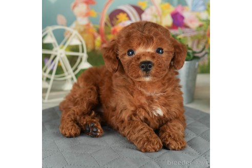 成約済の千葉県のトイプードル-302498の5枚目