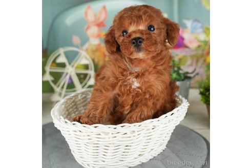 成約済の千葉県のトイプードル-302498