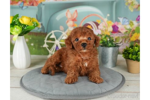 成約済の千葉県のトイプードル-302498の2枚目