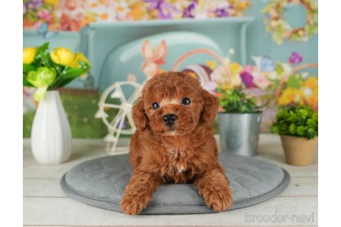 成約済の千葉県のトイプードル-302498の3枚目