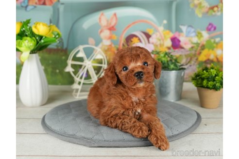 成約済の千葉県のトイプードル-302498の4枚目