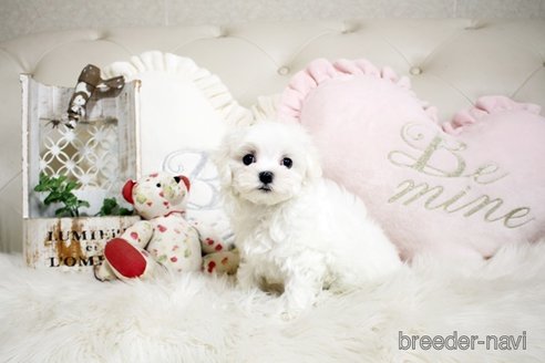 成約済の佐賀県のマルチーズ-299025の5枚目