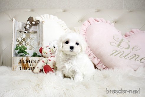 成約済の佐賀県のマルチーズ-299025の1枚目