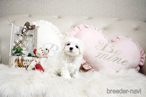 成約済の佐賀県のマルチーズ-299025の4枚目