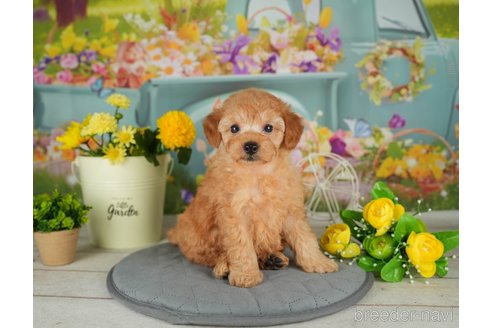 成約済の千葉県のトイプードル-302499の2枚目